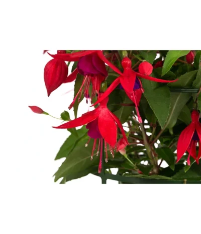 Fuchsie, Hängend -Haus Pflanzen Welt 8812703 WE DE 004 FuchsieT12