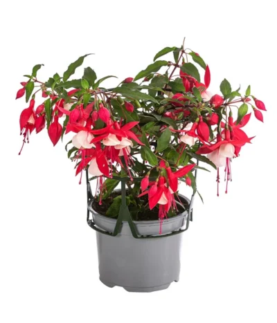 Fuchsie, Hängend -Haus Pflanzen Welt 8812703 WE FS 001 FuchsieT12
