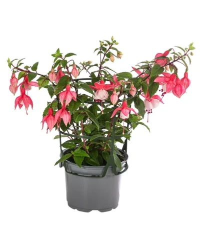 Fuchsie, Hängend -Haus Pflanzen Welt 8812703 WE FS 003 FuchsieT12