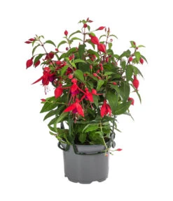 Fuchsie, Hängend -Haus Pflanzen Welt 8812703 WE FS 004 FuchsieT12