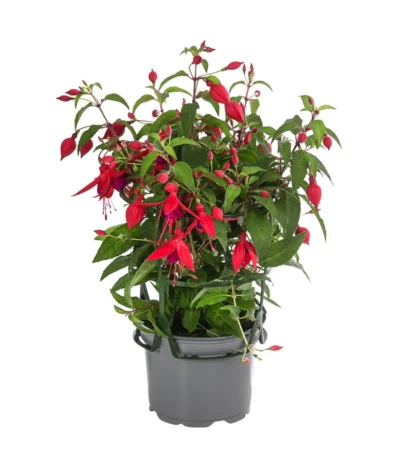 Fuchsie, Hängend -Haus Pflanzen Welt 8812703 WE FS 004 FuchsieT12