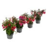 Fuchsie, Hängend -Haus Pflanzen Welt 8812703 WE FS 005 FuchsieT12