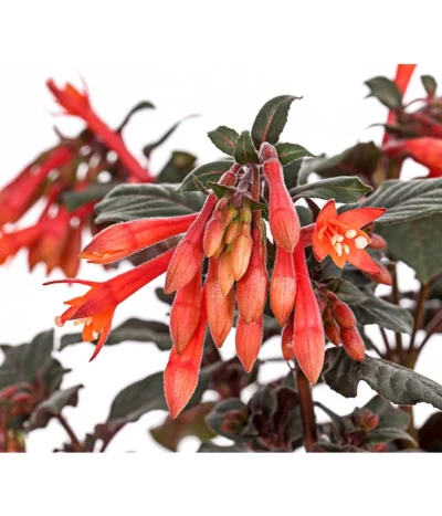 Fuchsie Koralle -Haus Pflanzen Welt 8812745 PR DE 001 FuchsiaFuchsieKoralleDehnerExpressHerzig