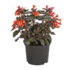 Fuchsie Koralle 1 Fuchsie Koralle -Haus Pflanzen Welt 8812745 PR FS 001 FuchsiaFuchsieKoralleDehnerExpressHerzig