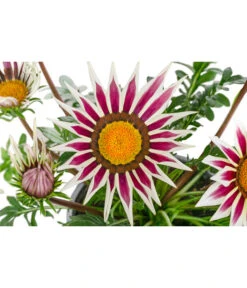 Mittagsgold, Verschiedene Farben -Haus Pflanzen Welt 8812851 WE DE 001 GazaniaT12