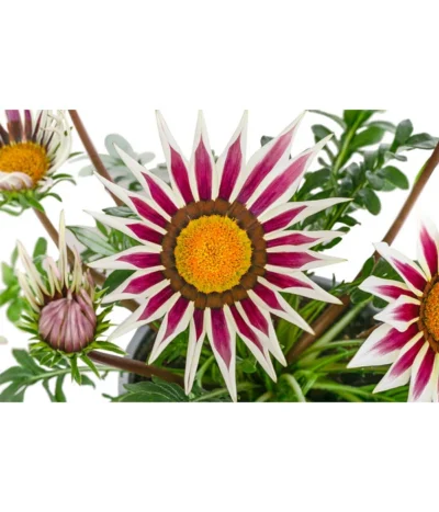 Mittagsgold, Verschiedene Farben -Haus Pflanzen Welt 8812851 WE DE 001 GazaniaT12