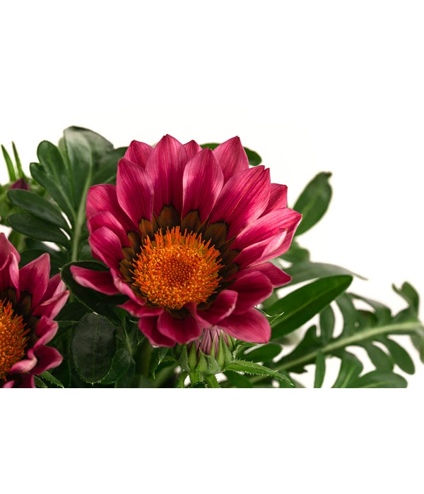 Mittagsgold, Verschiedene Farben – Bild 11