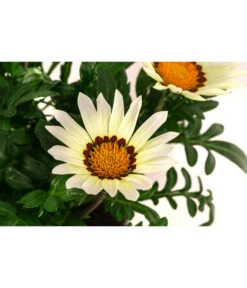Mittagsgold, Verschiedene Farben -Haus Pflanzen Welt 8812851 WE DE 002 MittagsgoldGazaniaT12