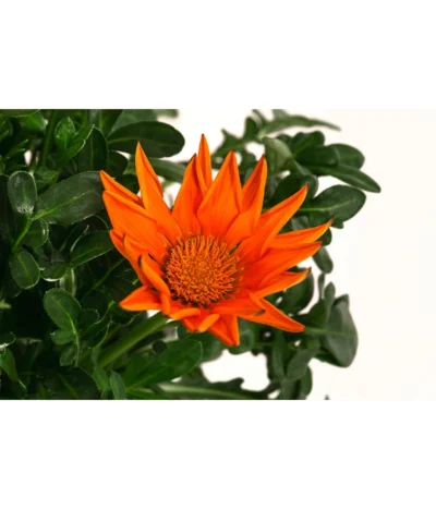 Mittagsgold, Verschiedene Farben -Haus Pflanzen Welt 8812851 WE DE 003 MittagsgoldGazaniaT12