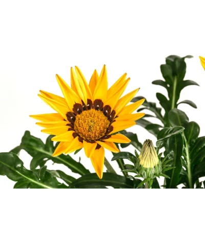 Mittagsgold, Verschiedene Farben -Haus Pflanzen Welt 8812851 WE DE 004 MittagsgoldGazaniaT12