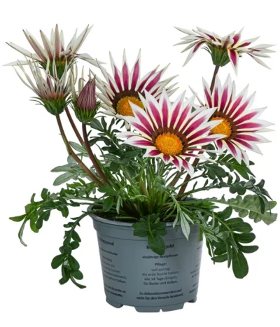 Mittagsgold, Verschiedene Farben -Haus Pflanzen Welt 8812851 WE FS 001 GazaniaT12