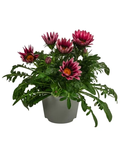 Mittagsgold, Verschiedene Farben -Haus Pflanzen Welt 8812851 WE FS 001 MittagsgoldGazaniaT12