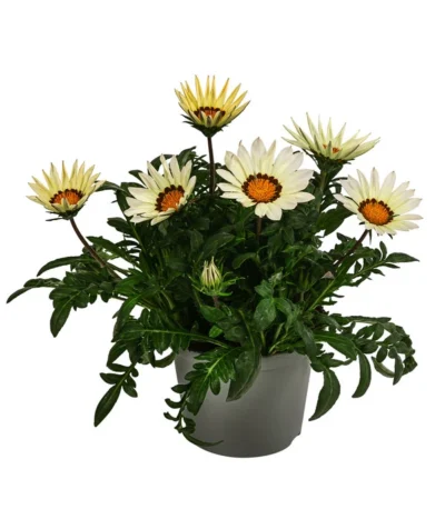 Mittagsgold, Verschiedene Farben -Haus Pflanzen Welt 8812851 WE FS 002 MittagsgoldGazaniaT12