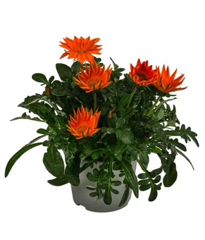 Mittagsgold, Verschiedene Farben -Haus Pflanzen Welt 8812851 WE FS 003 MittagsgoldGazaniaT12