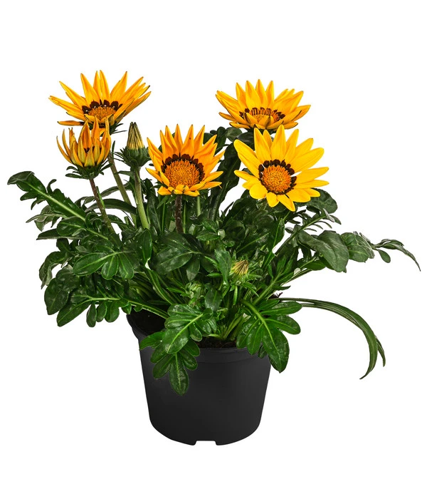 Mittagsgold, Verschiedene Farben