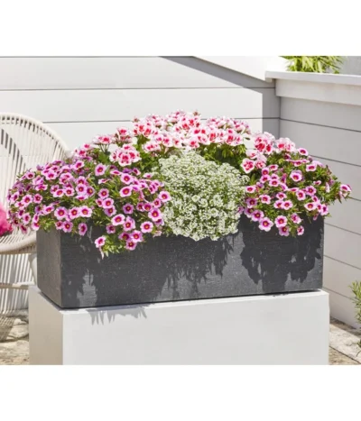 Minihängepetunie 'Rosenauge' 8 Minihängepetunie 'Rosenauge' -Haus Pflanzen Welt 8812992 8809568 8809568 8815938 WE MO 001 GeranieStehendSmokeyEye LobulariaSnowPrincess MinihaengepetunieRosenauge