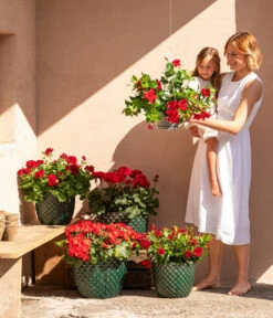 Dehner Keramik-Topf Elite -Haus Pflanzen Welt 8813008 6705461 6705479 6705487 WE MO 001 GeranieRubinHeissesRot