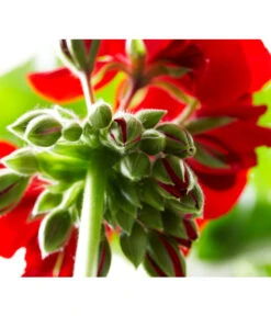 Bodendeckergeranie 'Rubin' -Haus Pflanzen Welt 8813008 PR DE 004 GeranieRubinCalliopeXXLDarkRedSyngenta