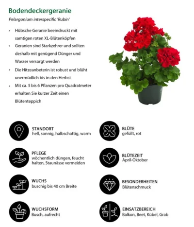 Bodendeckergeranie 'Rubin' -Haus Pflanzen Welt 8813008 WE IG 001 Bodendeckergeranie