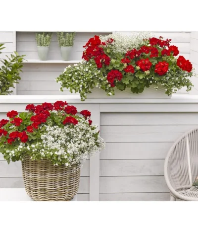 Bodendeckergeranie 'Rubin' -Haus Pflanzen Welt 8813008 WE MO 002 GeranieRubinEuphorbiaDiamondfrostRenner