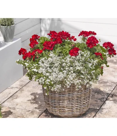 Bodendeckergeranie 'Rubin' -Haus Pflanzen Welt 8813008 WE MO 004 GeranieRubinEuphorbiaDiamondfrostRenner