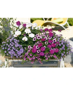 Blaues Gänseblümchen -Haus Pflanzen Welt 8813032 8818478 8809931 8816118 8816639 PR MO 004 GeraniePetunieVerbeneBlumenkastenRennerprint