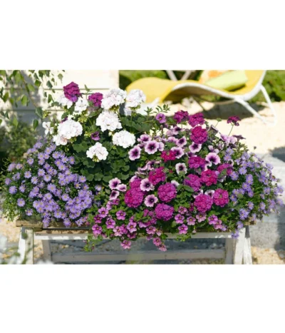 Blaues Gänseblümchen -Haus Pflanzen Welt 8813032 8818478 8809931 8816118 8816639 PR MO 004 GeraniePetunieVerbeneBlumenkastenRennerprint