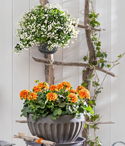 Jasminblütiger Nachtschatten, Ampel -Haus Pflanzen Welt 8813206 8606733 WE MO 001 GeranieOrange Jasmin GC05 2022