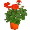 Stehende Geranie, Orange -Haus Pflanzen Welt 8813206 WE FS 001 PelargoniumZonaleOrangeGeranie