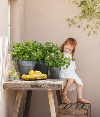 Duftgeranie, Verschiedene Sorten -Haus Pflanzen Welt 88133198 WE MO 001 DuftgeranieT12