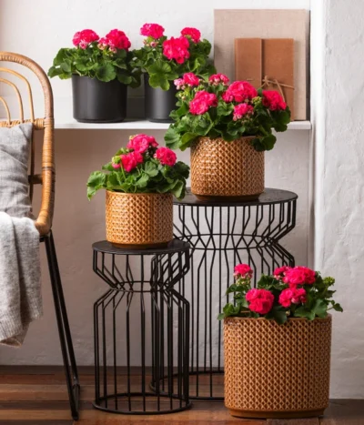 Dehner Keramik-Jardiniere Thies, Oval, Gelb, Ca. B26/H25/T12 Cm -Haus Pflanzen Welt 8813347 6895643 WE MO 001 GeranieRosenmaedchen