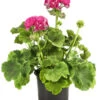 Stehende Geranie 'Rosenmädchen' -Haus Pflanzen Welt 8813347 PR FS 001 GeranieRosenmaedchenPelargoniumT12DehnerExpressHerzig