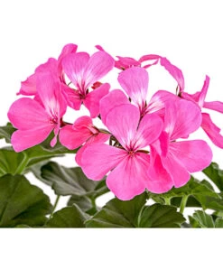 Bodendecker-Geranie 'Caliente Dark', Verschiedene Farben -Haus Pflanzen Welt 8813479 PR DE 001 PelargoniumInterspezificBodendeckerGeranieCalienteDarkPinkDehnerExpressHerzig