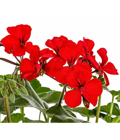 Bodendecker-Geranie 'Caliente Dark', Verschiedene Farben -Haus Pflanzen Welt 8813479 PR DE 001 PelargoniumInterspezificBodendeckerGeranieCalienteDarkRotDehnerExpressHerzig