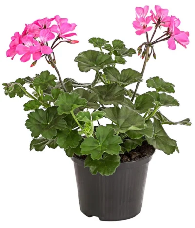 Bodendecker-Geranie 'Caliente Dark', Verschiedene Farben -Haus Pflanzen Welt 8813479 PR FS 001 PelargoniumInterspezificBodendeckerGeranieCalienteDarkPinkDehnerExpressHerzig