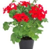 Bodendecker-Geranie 'Caliente Dark', Verschiedene Farben -Haus Pflanzen Welt 8813479 WE FS 003 Bodendeckergeranie