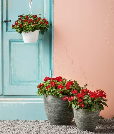 Bodendecker-Geranie 'Caliente Dark', Verschiedene Farben -Haus Pflanzen Welt 8813479 WE MO 001 BodendeckergeranieCalienteDarkT13