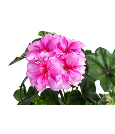 Hängegeranie 'Corriente' -Haus Pflanzen Welt 8813743 WE DE 001 GeranieHae CorrienteT12