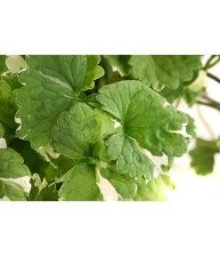 Gundermann -Haus Pflanzen Welt 8814147 WE DE 001 GundermannT11