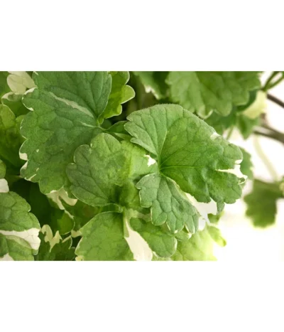 Gundermann -Haus Pflanzen Welt 8814147 WE DE 001 GundermannT11