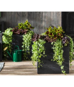 Punktblume 'Hippo', Verschiedene Sorten -Haus Pflanzen Welt 8814147 WE MO 001 GlechomaPlectranthusIpomoeaSolenostemonHippoMix