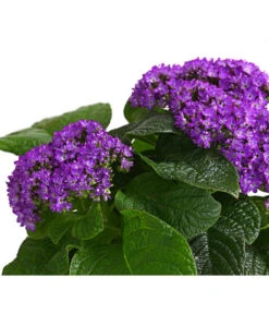 Vanilleblume -Haus Pflanzen Welt 8814253 WE DE 001 VanilleblumeHeliotropiumArborescensT13DehnerExpressHerzig