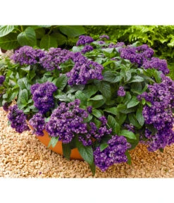 Vanilleblume -Haus Pflanzen Welt 8814279 BildFS 001 SonnenwendeVanilleblumeHeliotropiumArborescens