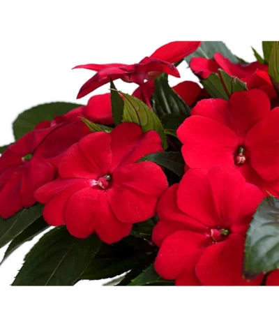 Beet- & Balkonpflanzen-Set Schattenbeet, 6-teilig -Haus Pflanzen Welt 8814634 WE DE 003 EdellieschenImpatiensNeuguineaT12DehnerExpressHerzig