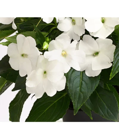 Beet- & Balkonpflanzen-Set Schattenbeet, 6-teilig -Haus Pflanzen Welt 8814634 WE DE 004 EdellieschenImpatiensNeuguineaT12DehnerExpressHerzig