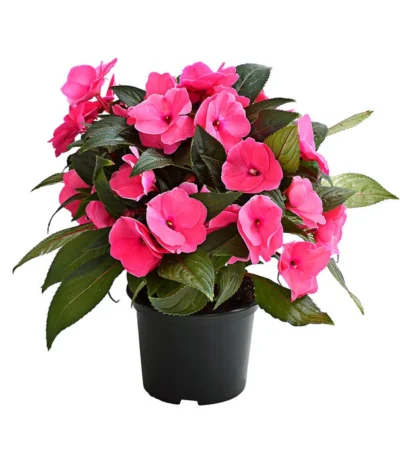 Edellieschen, Verschiedene Farben -Haus Pflanzen Welt 8814634 WE FS 002 EdellieschenImpatiensNeuguineaT12DehnerExpressHerzig