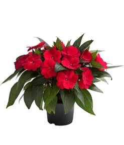 Beet- & Balkonpflanzen-Set Schattenbeet, 6-teilig -Haus Pflanzen Welt 8814634 WE FS 003 EdellieschenImpatiensNeuguineaT12DehnerExpressHerzig