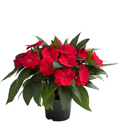 Beet- & Balkonpflanzen-Set Schattenbeet, 6-teilig -Haus Pflanzen Welt 8814634 WE FS 003 EdellieschenImpatiensNeuguineaT12DehnerExpressHerzig