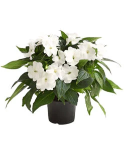 Edellieschen, Verschiedene Farben -Haus Pflanzen Welt 8814634 WE FS 004 EdellieschenImpatiensNeuguineaT12DehnerExpressHerzig 1