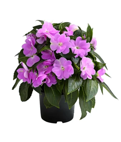 Edellieschen, Verschiedene Farben -Haus Pflanzen Welt 8814634 WE FS 005 EdellieschenImpatiensNeuguineaT12DehnerExpressHerzig